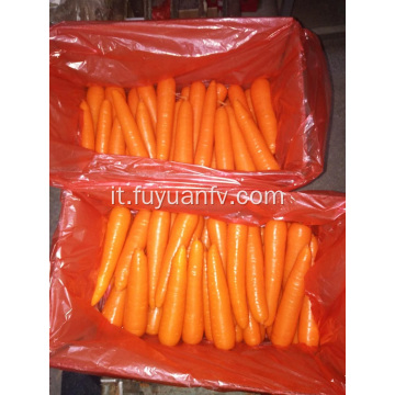 Saleing 2019 nuova carota